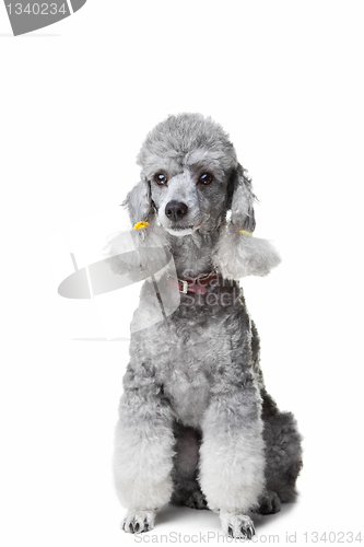 Image of small gray poodle