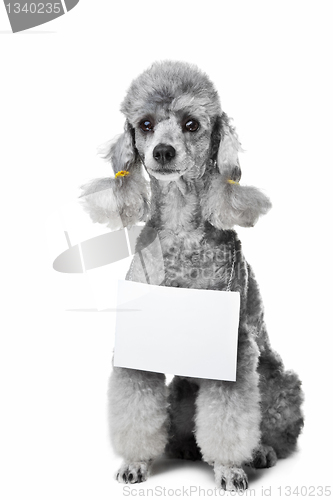 Image of gray poodle dog with tablet for your text