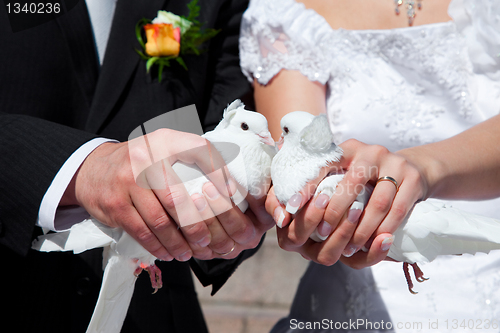 Image of Wedding pigeons