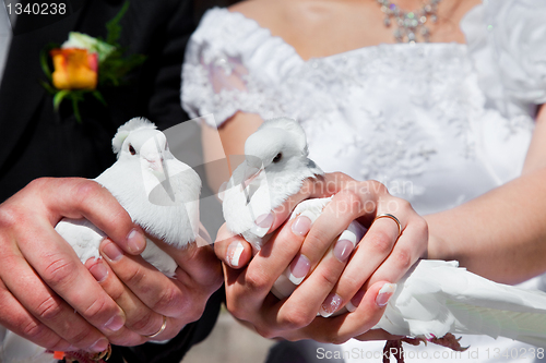 Image of Wedding pigeons