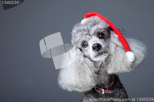 Image of small gray poodle with red christmas cap