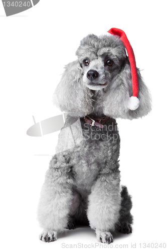 Image of Christmas poodle dog