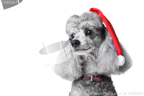 Image of small gray poodle with red christmas cap