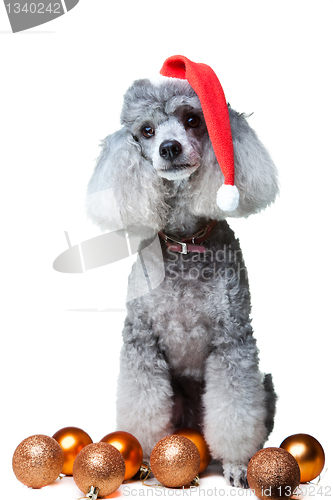 Image of small gray poodle with christmas decoration