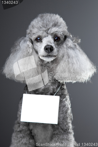 Image of gray poodle dog with tablet for your text