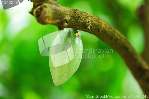 Image of Cocoa pods