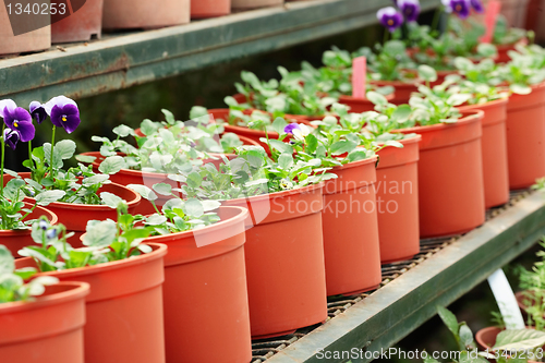 Image of potted plants