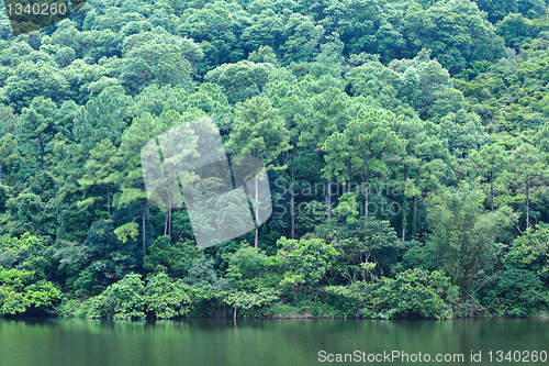 Image of lake with wood