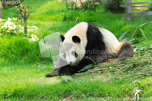 Image of panda