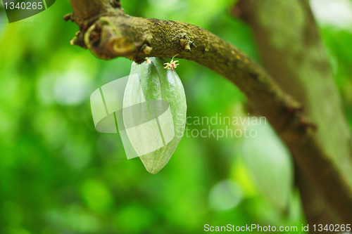 Image of Cocoa pods