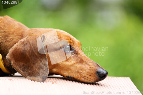 Image of dachshund dog