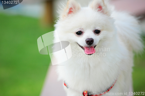 Image of white pomeranian dog