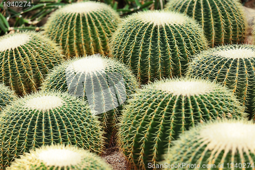 Image of Cactus in Desert