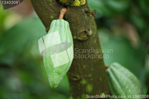 Image of Cocoa pods