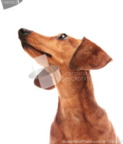 Image of dachshund looking to top