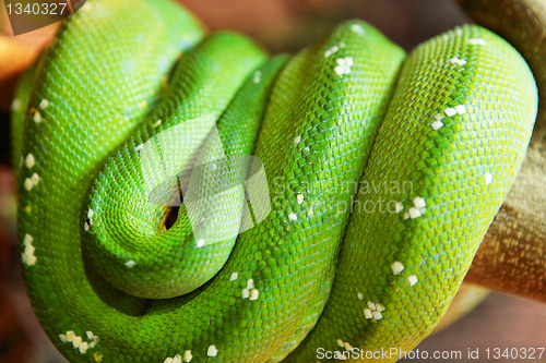 Image of green snake