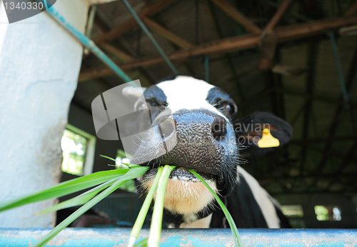 Image of cow at farm