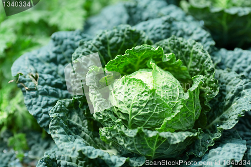 Image of vegetable in field