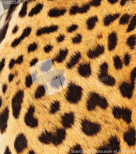 Image of Real Leopard Skin