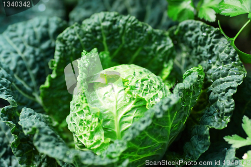 Image of vegetable in field