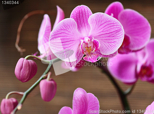 Image of Beautiful purple orchid