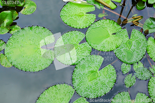 Image of lotus leaf
