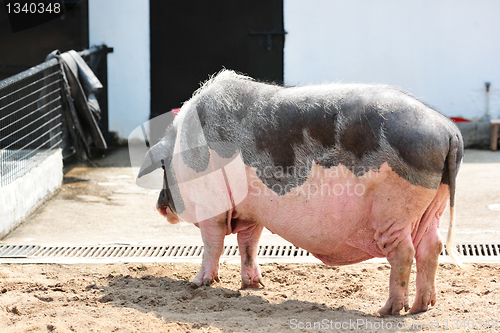 Image of pig
