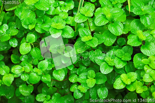 Image of Green leaves