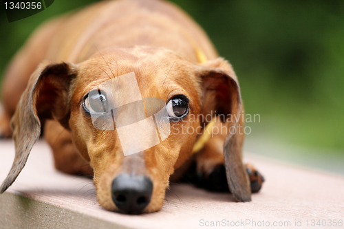 Image of dachshund dog in park