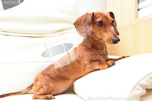 Image of dachshund dog at home on sofa