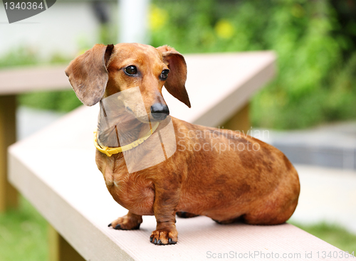 Image of dachshund dog in park