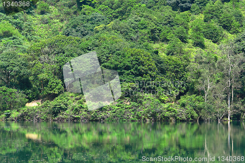 Image of Green trees by the lake
