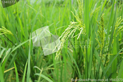 Image of green paddy rice