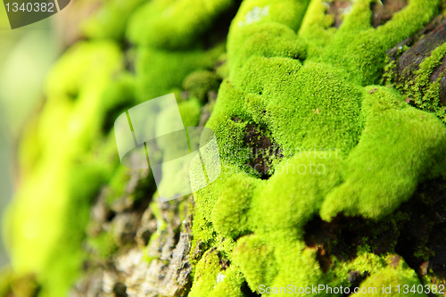 Image of moss