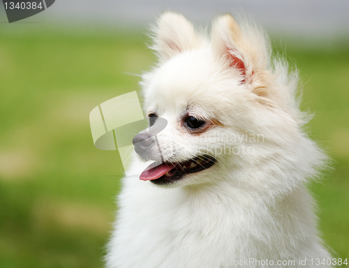 Image of white pomeranian dog