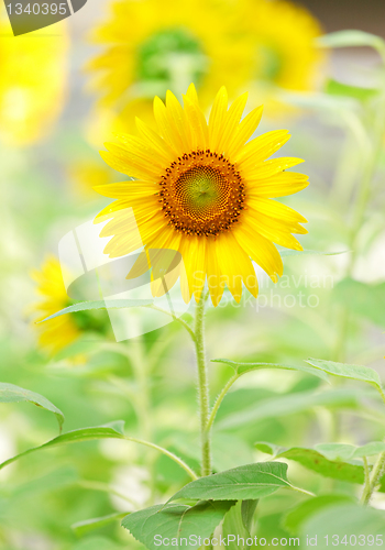 Image of Sunflower