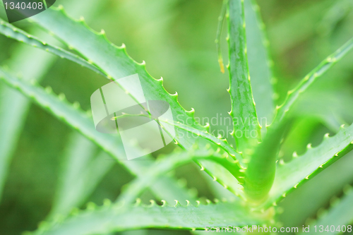 Image of Aloe Vera