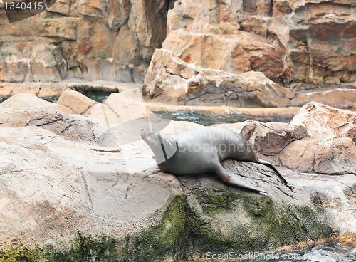 Image of sea lion