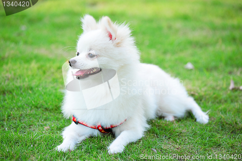 Image of white pomeranian dog