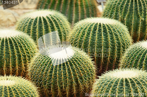 Image of Cactus in Desert
