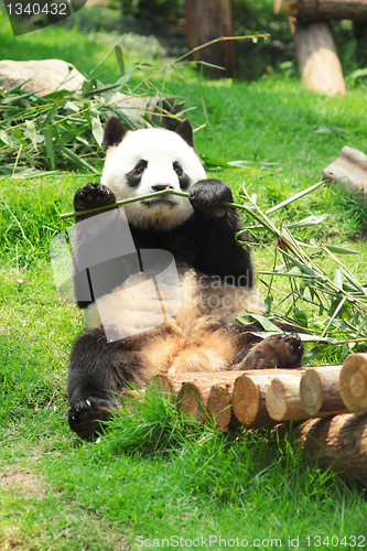 Image of panda