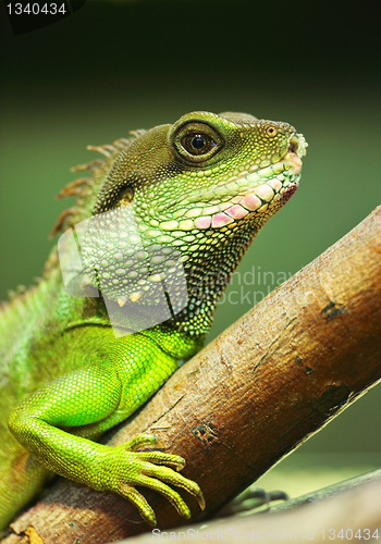 Image of green iguana on tree branch