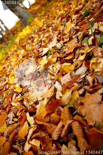 Image of Autumn
