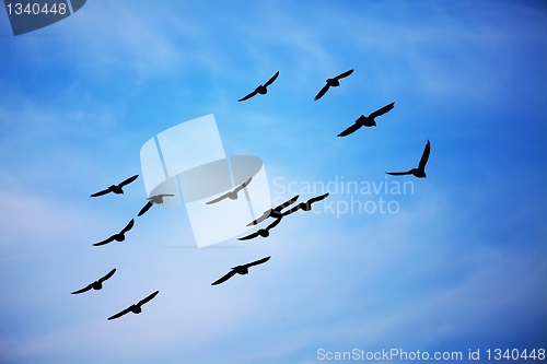 Image of Birds