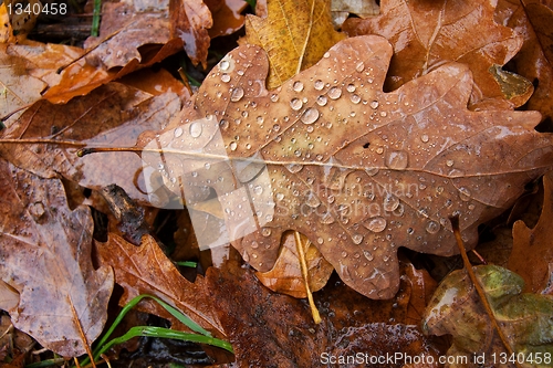 Image of Fallen Leaves