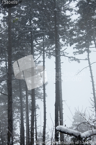 Image of Winter Forest