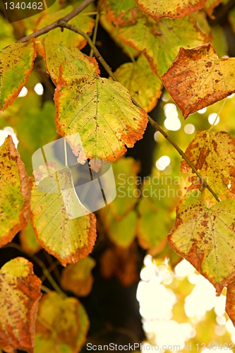 Image of Autumn Leaves