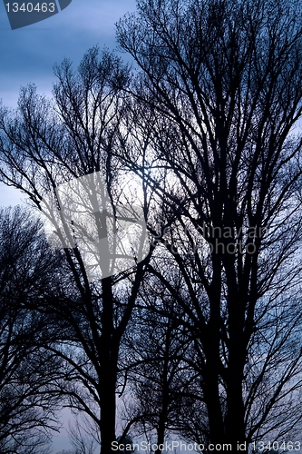 Image of Leafless Trees