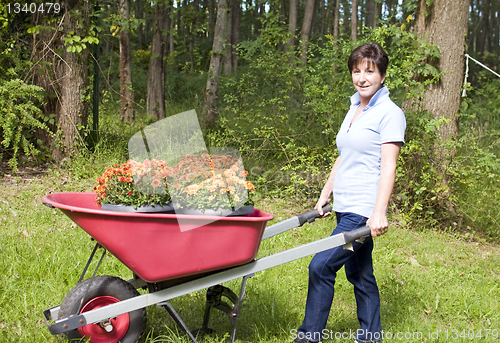 Image of  middle age senior woman gardening wheel barrow chrysanthemums 