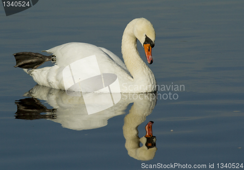 Image of Muted Swan